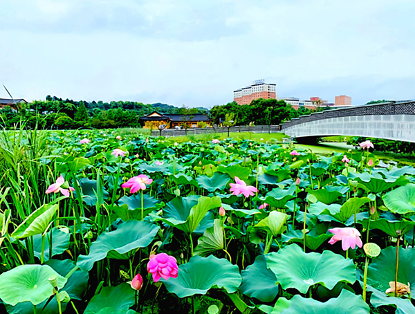 연꽃이 만개한 연못
