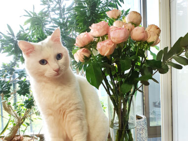 분홍색의 꽃병 옆에 하얀색 고양이가 있는 모습의 사진