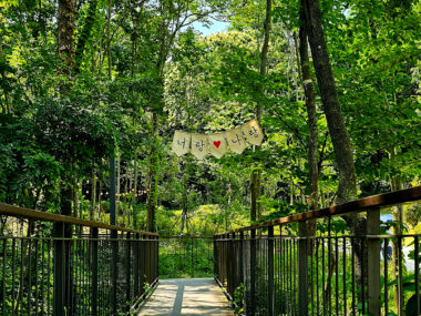 싱그러움이 느껴지는 두충나무숲 문구 사진