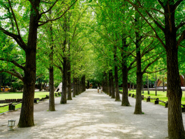 싱그러움이 물씬 느껴지는 메타세콰이어 길 사진